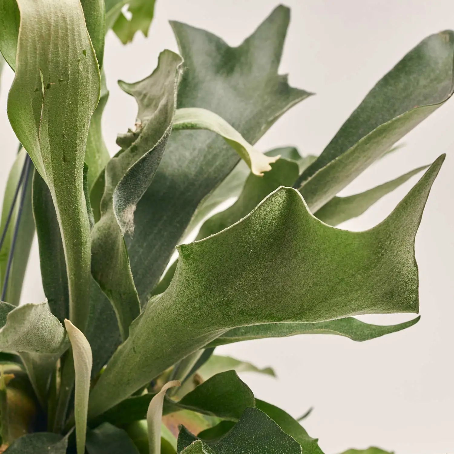 Зображення товару Платіцеріум Нідерландський, артикул: 53329