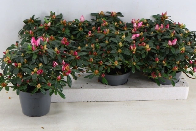 Зображення товару Азалія Панфілія, артикул: 57002