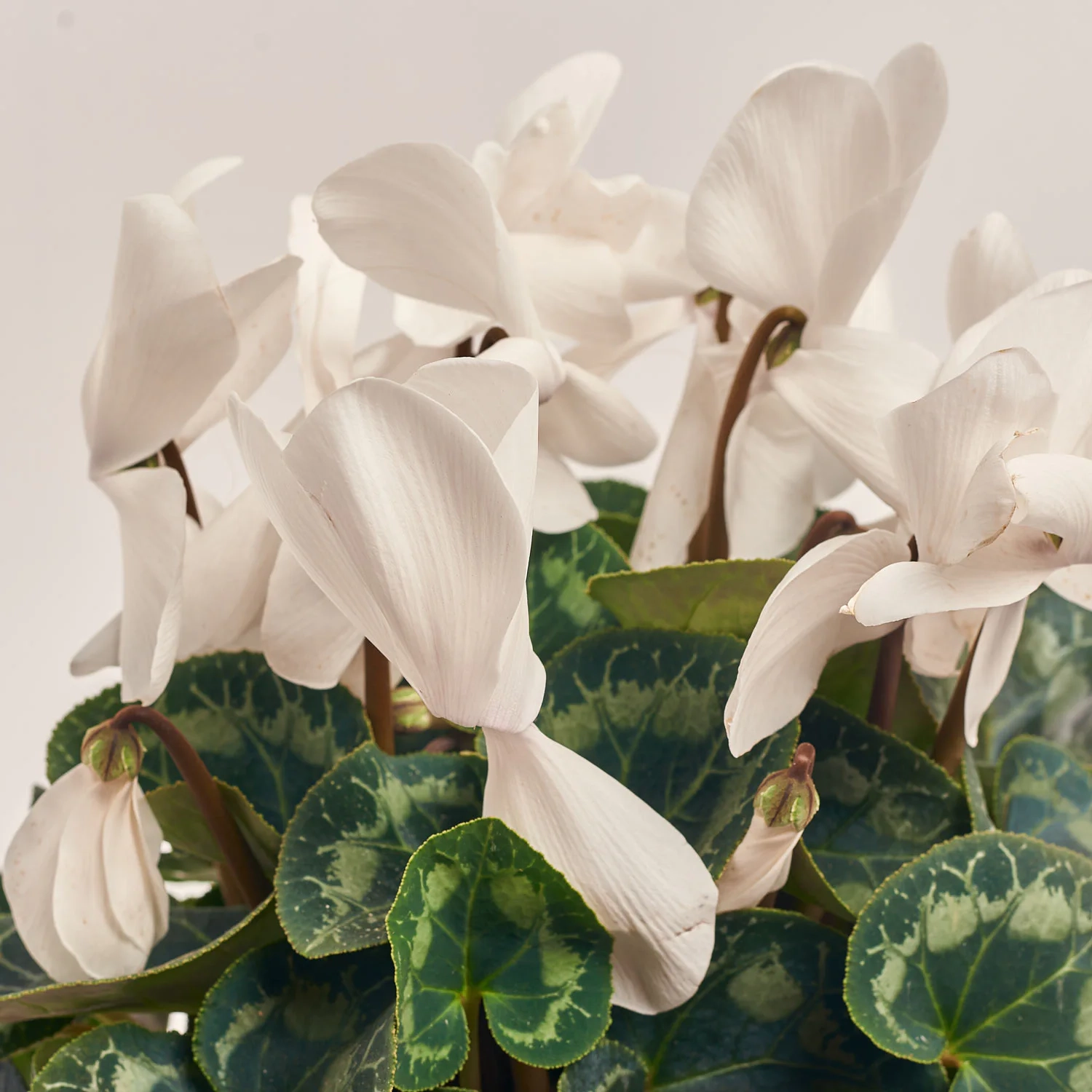 Цикламен Супер Мамос, артикул: 40286 Зображення товару Цикламен Супер Мамос, артикул: 40286