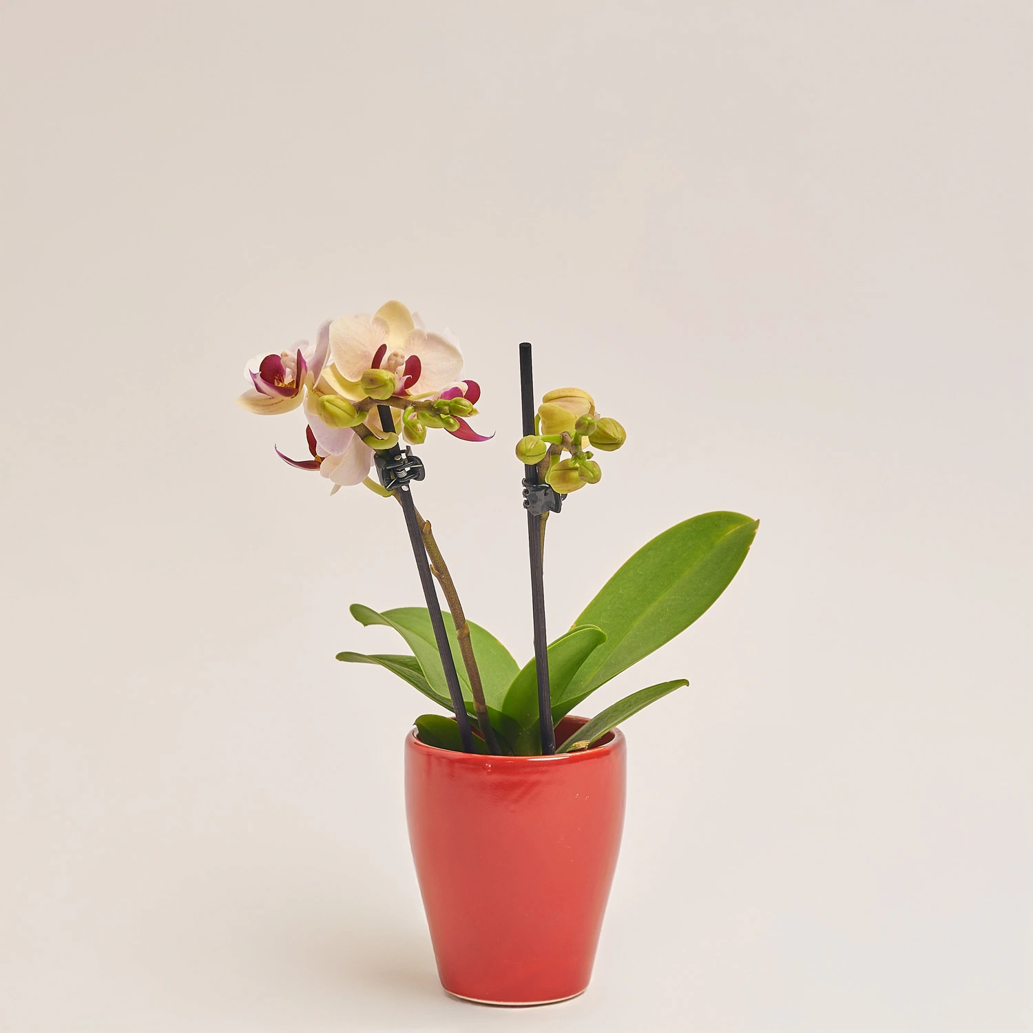 Зображення товару Фаленопсис міні в кер. 2ст., артикул: 18851