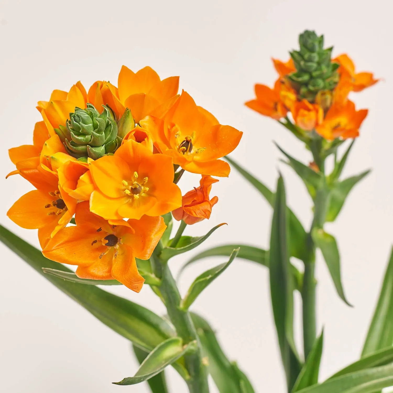 Зображення товару Орнітогалум, артикул: 56996