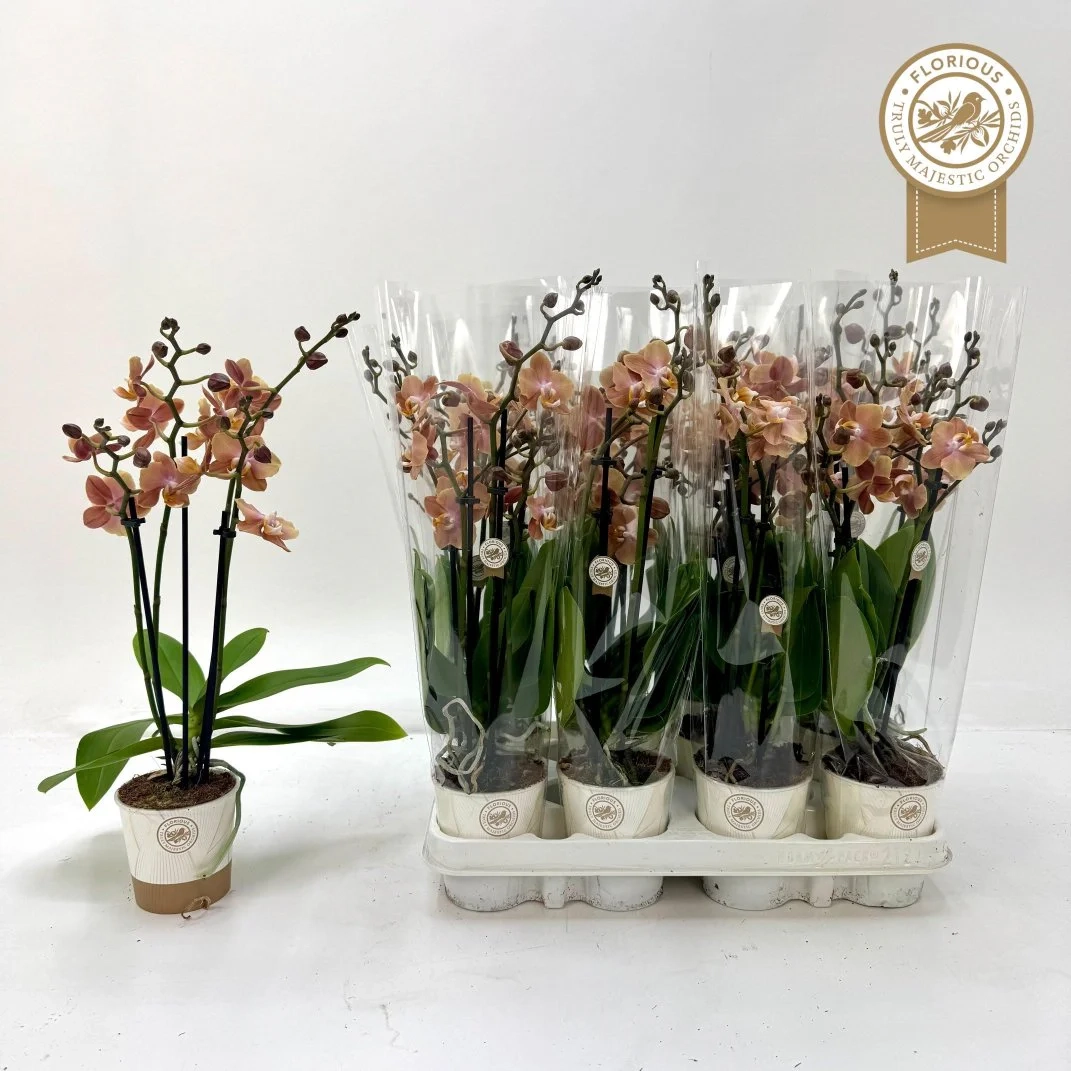 Фаленопсис Монако №9 3ст., артикул: 56725 Зображення товару Фаленопсис Монако №9 3ст., артикул: 56725