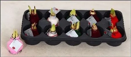 Зображення товару Амариліс мікс у воску, артикул: 54828