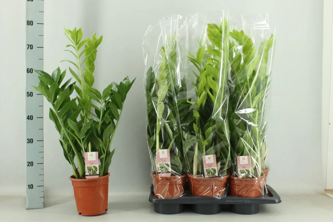 Зображення товару Заміокулькас Піксі 5ст., артикул: 56389