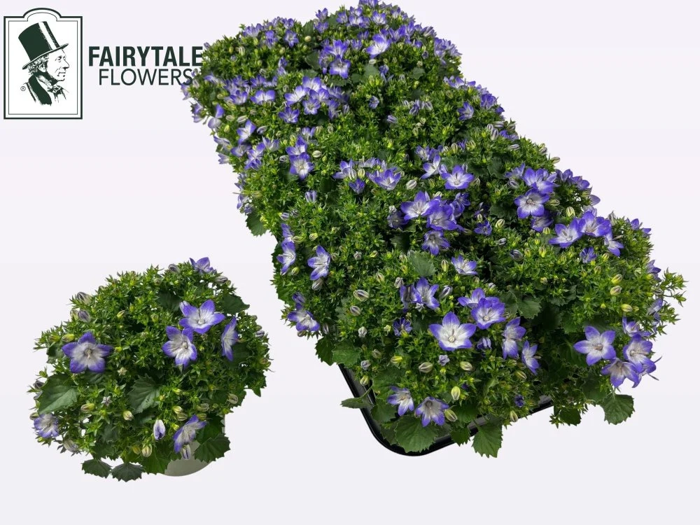 Зображення товару Кампанула біколор, артикул: 56748