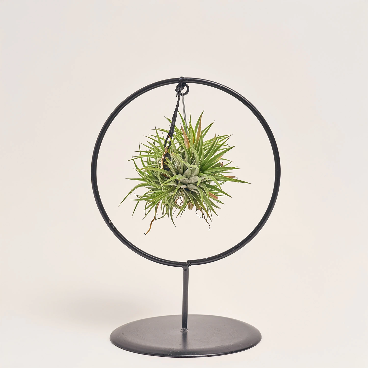 Тілландсія Куб-Рінг мікс, артикул: 52608 Зображення товару Тілландсія Куб-Рінг мікс, артикул: 52608