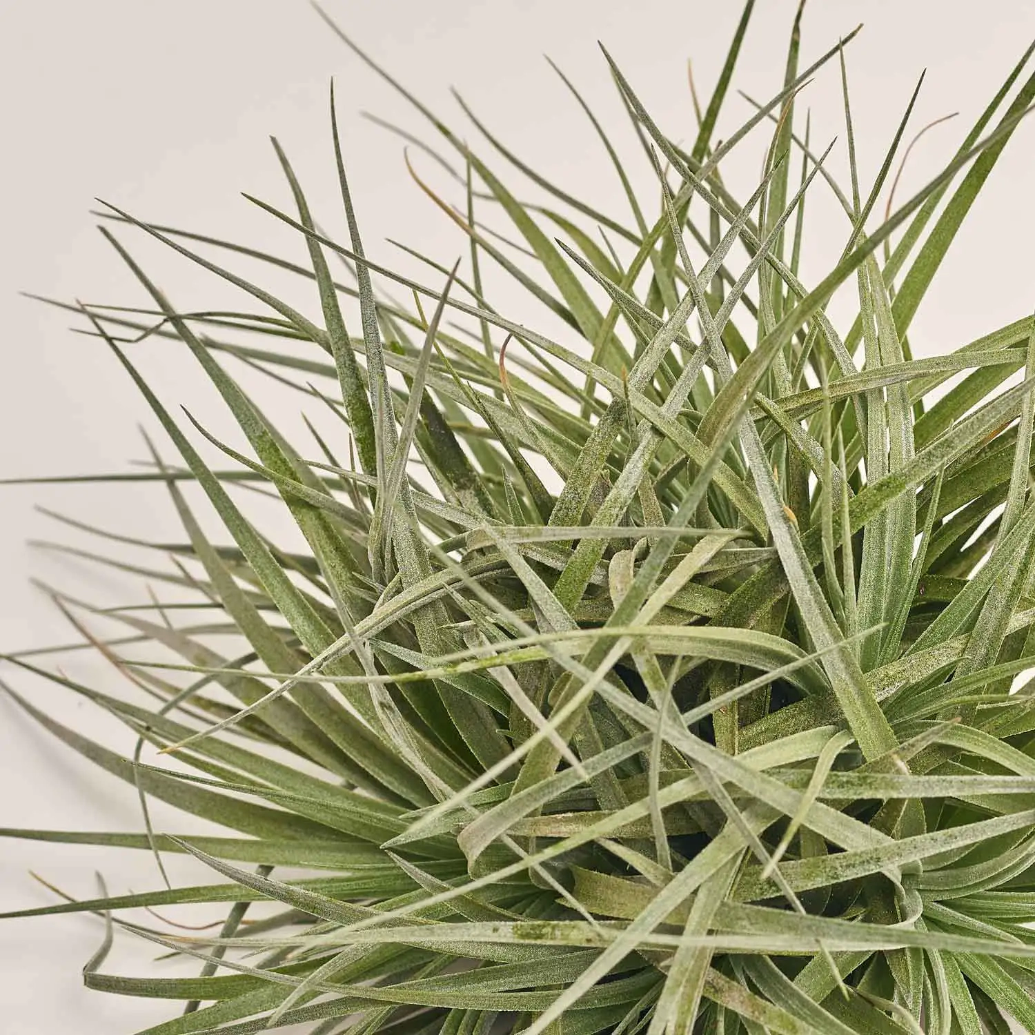 Зображення товару Тілландсія Супер Сільвер XXL, артикул: 53758