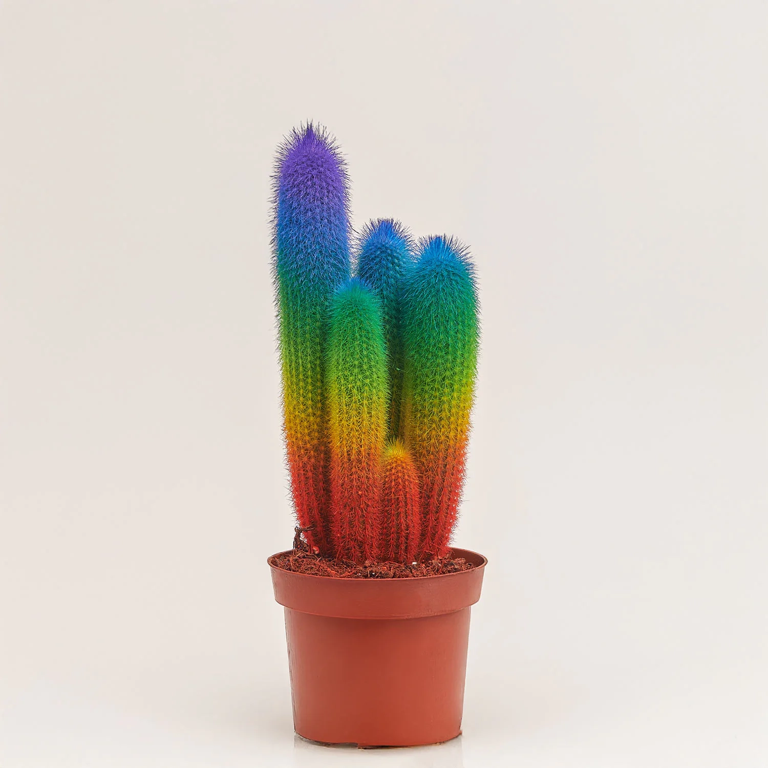 Кактус Рейнбов "Zuil" Спешл, артикул: 52850 Зображення товару Кактус Рейнбов "Zuil" Спешл, артикул: 52850