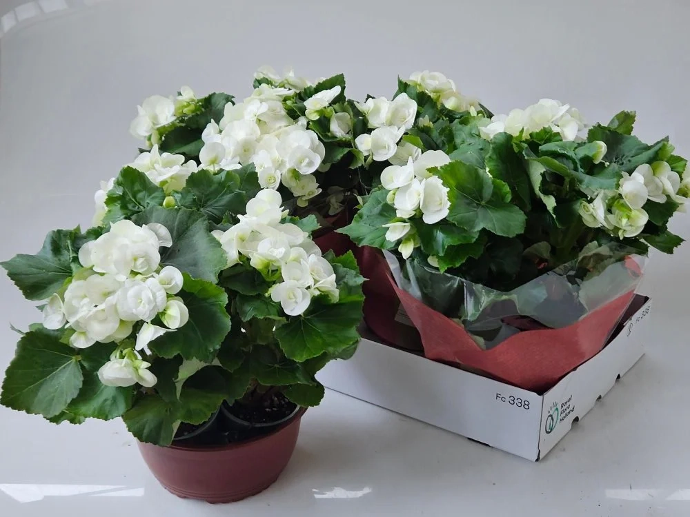 Зображення товару Бегонія Клара, артикул: 56985