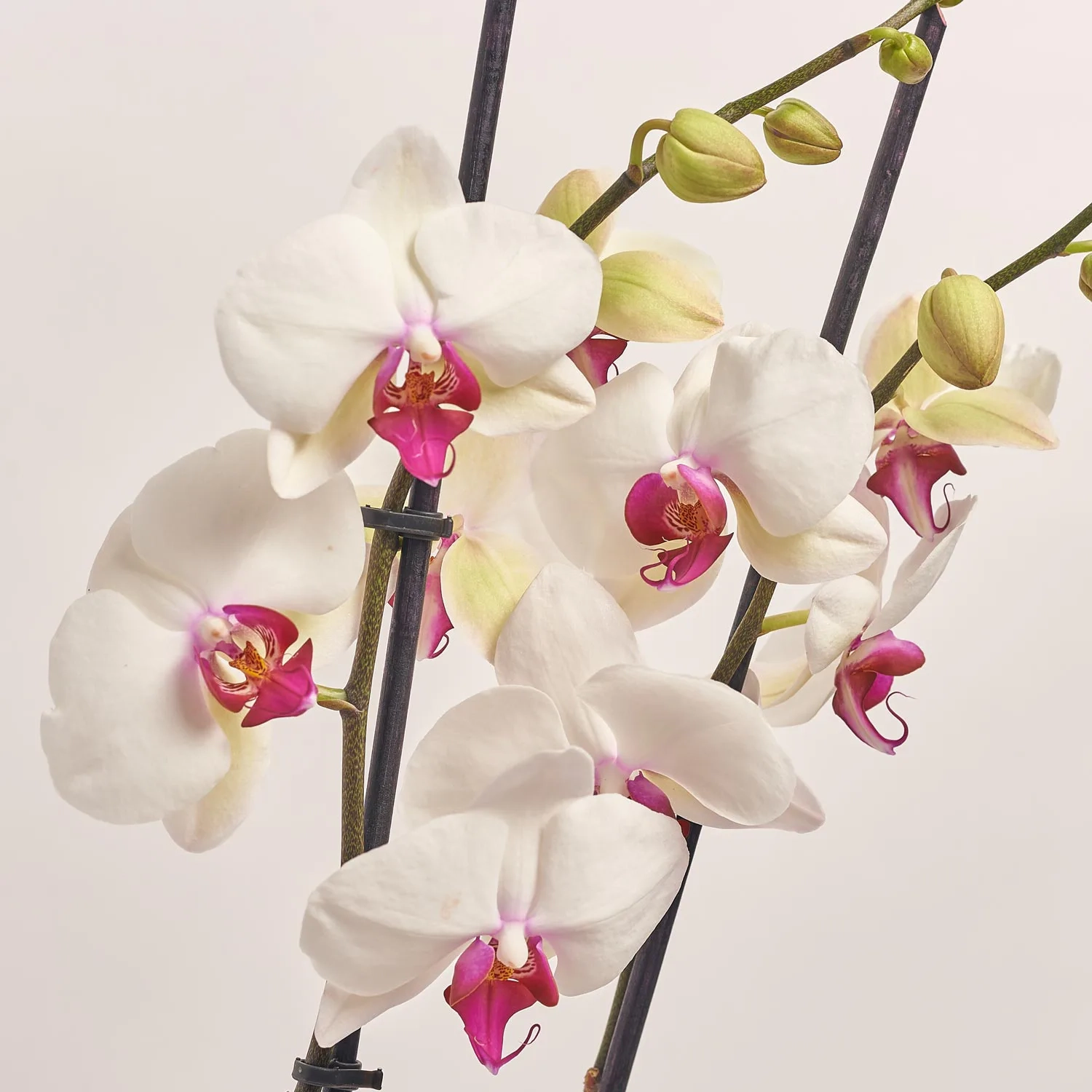 Зображення товару Фаленопсис 2ст. мікс, артикул: 18519