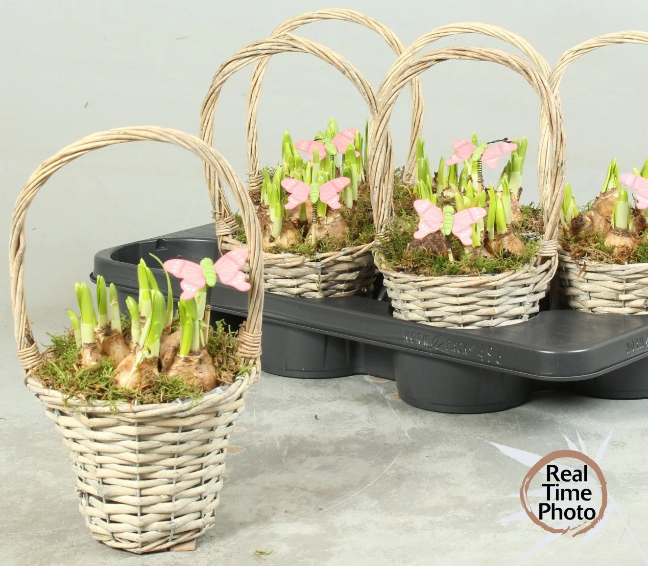 Зображення товару Нарцис Тет-а-Тет у плет. корзині, артикул: 56435