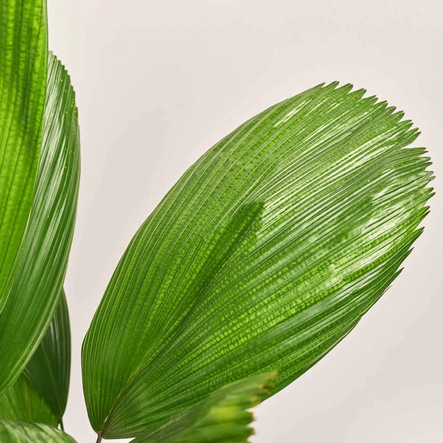 Зображення товару Лікуала, артикул: 52618