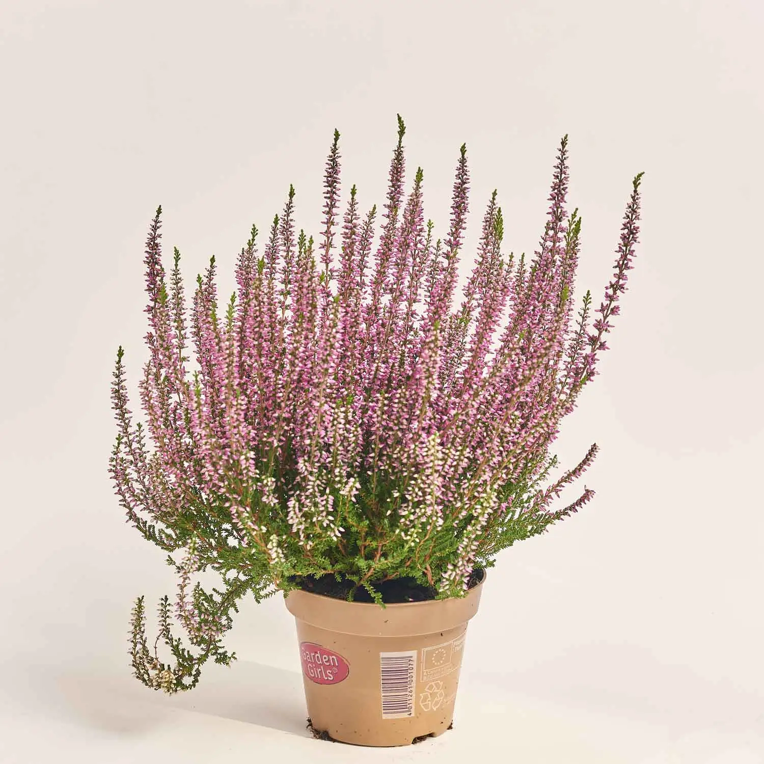 Зображення товару Калуна рожева, артикул: 29217