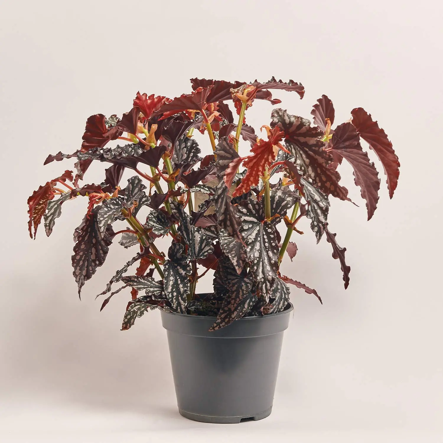 Зображення товару Бегонія Макулата Спотл Дарк, артикул: 55244