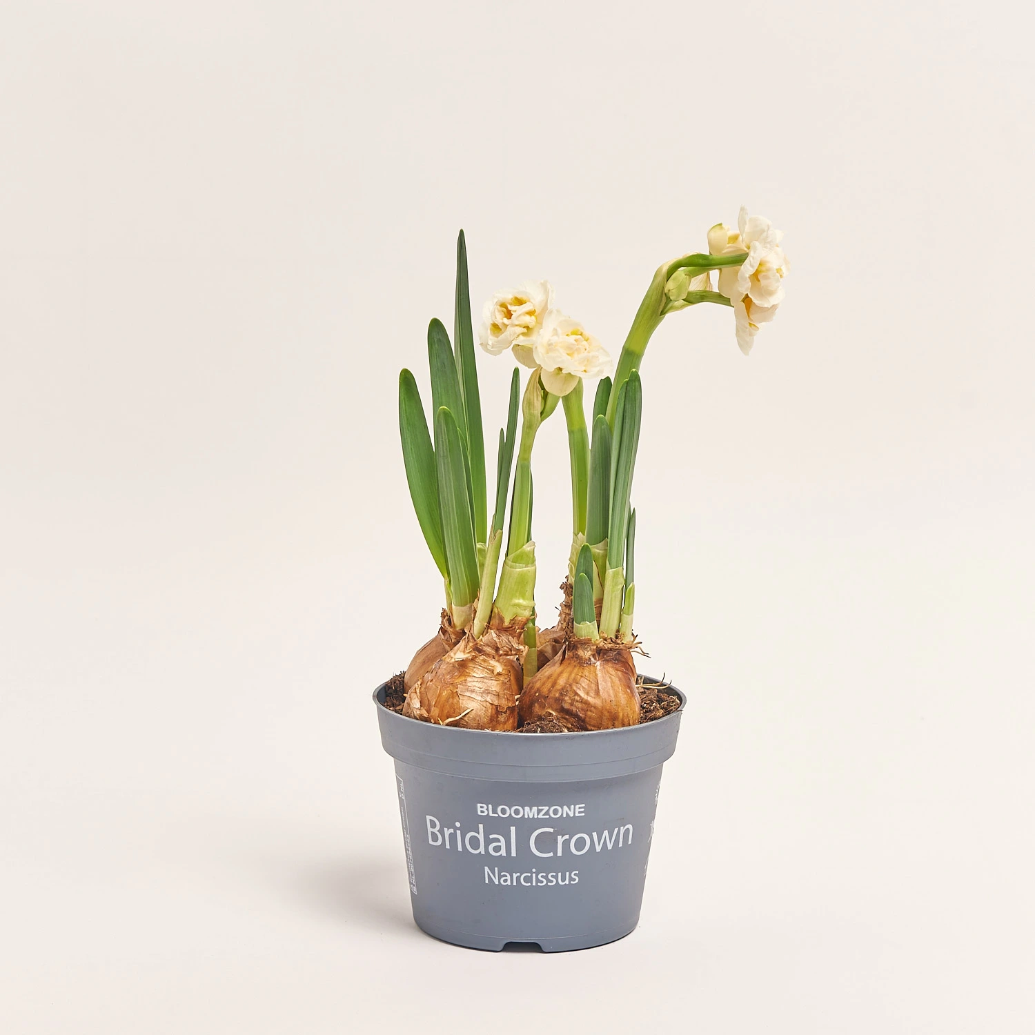 Зображення товару Нарцис Брайдал Краун, артикул: 35955