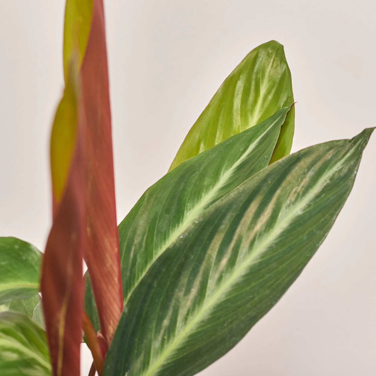 Калатея мікс, артикул: 54573 Зображення товару Калатея мікс, артикул: 54573