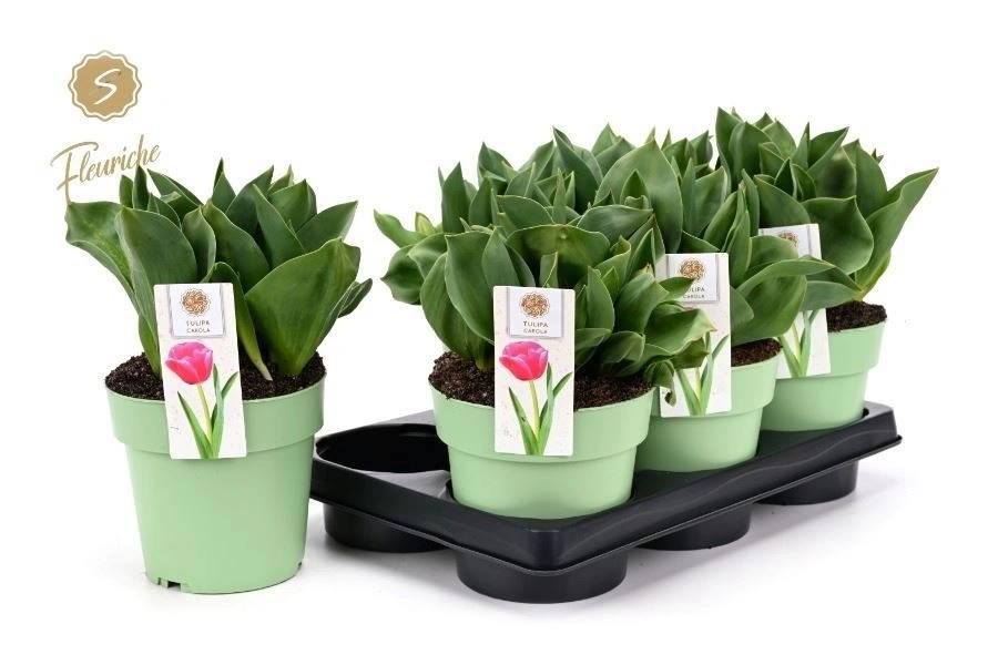 Зображення товару Тюльпан рожевий d15 (15-20), артикул: 57196