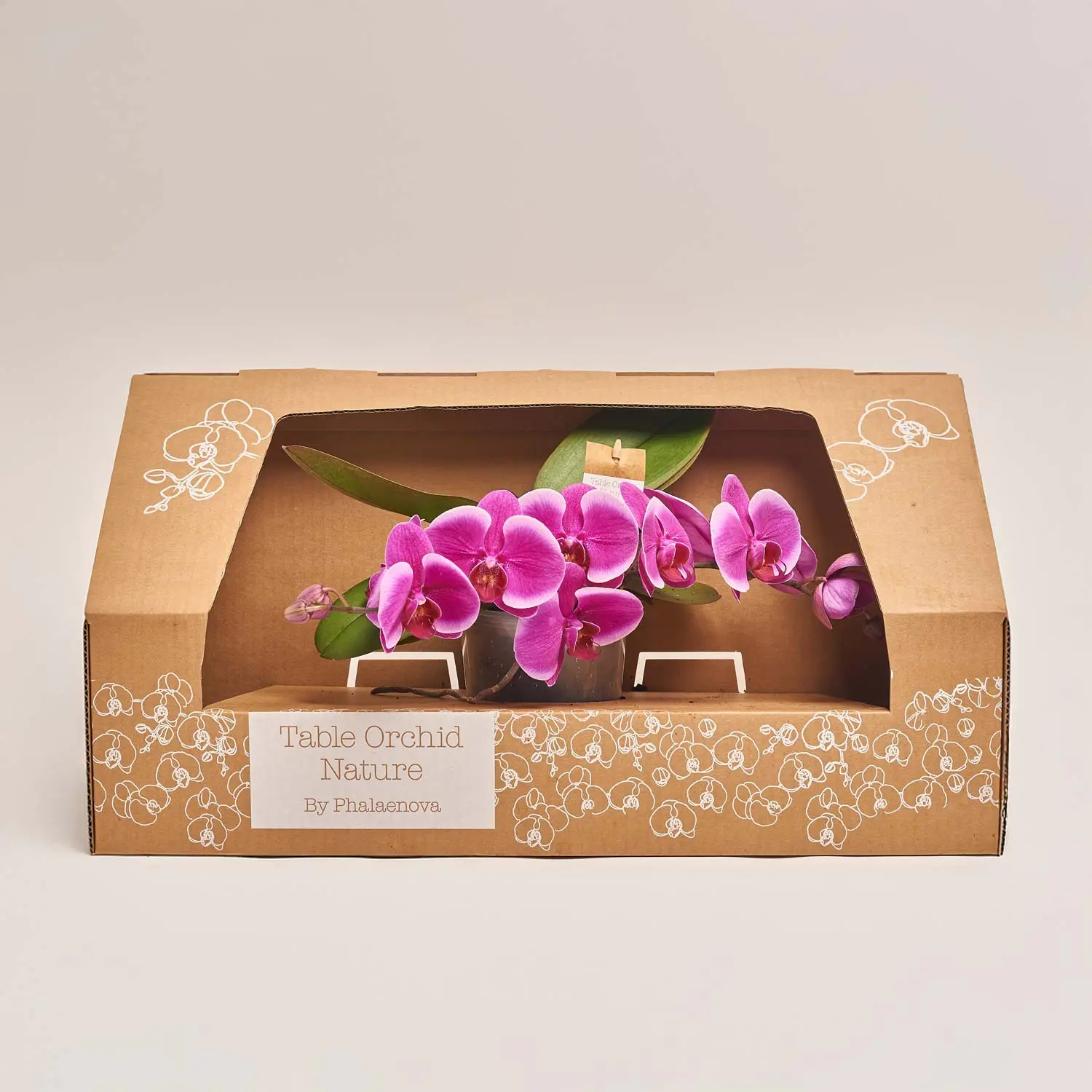 Зображення товару Фаленопсис "Тейбл" 2ст., артикул: 53756