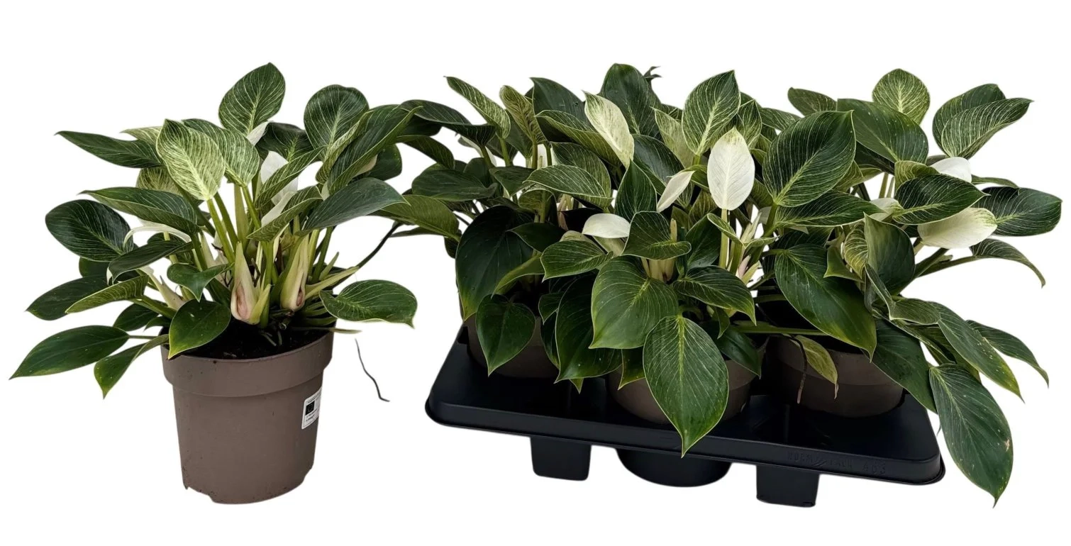 Зображення товару Філодендрон Біркін, артикул: 57511