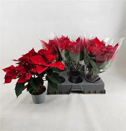 Зображення товару Пуансетія червона, артикул: 52755
