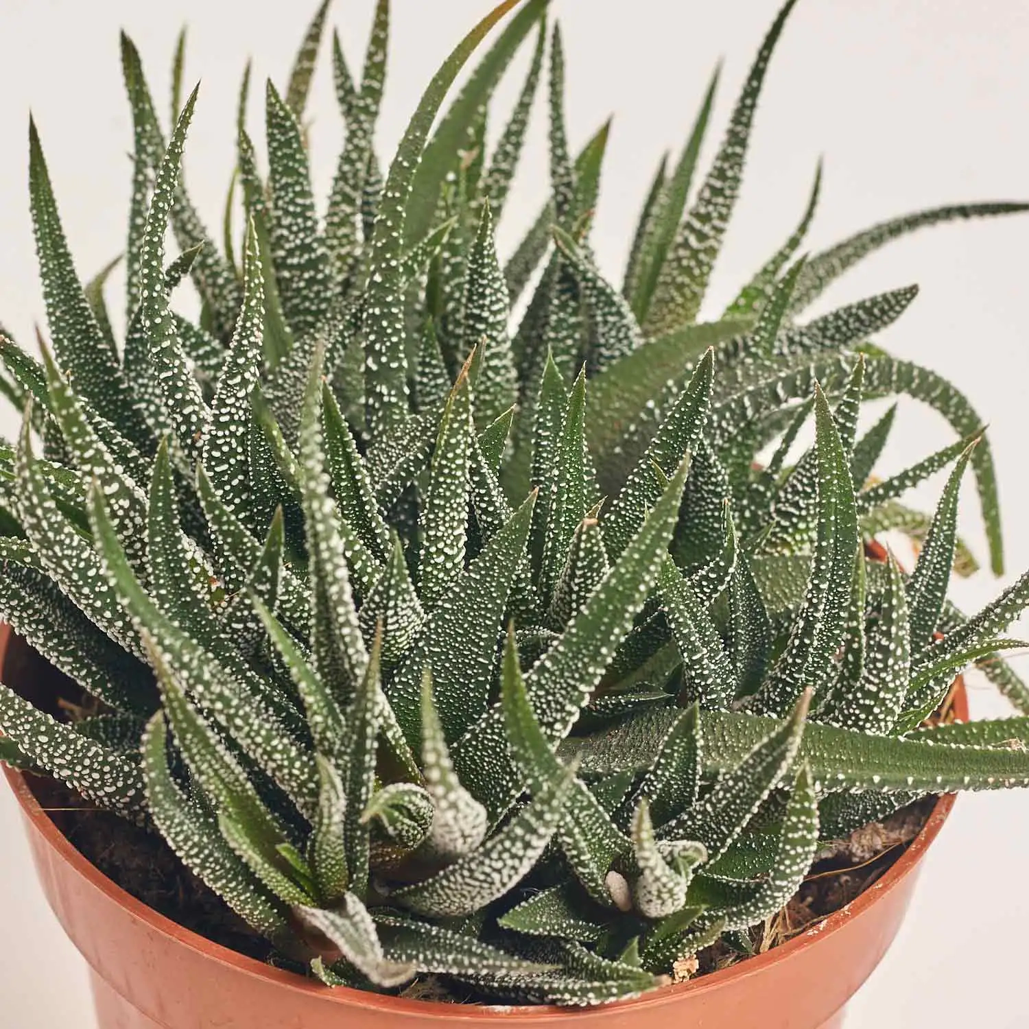 Зображення товару Сукулент мікс, артикул: 2084