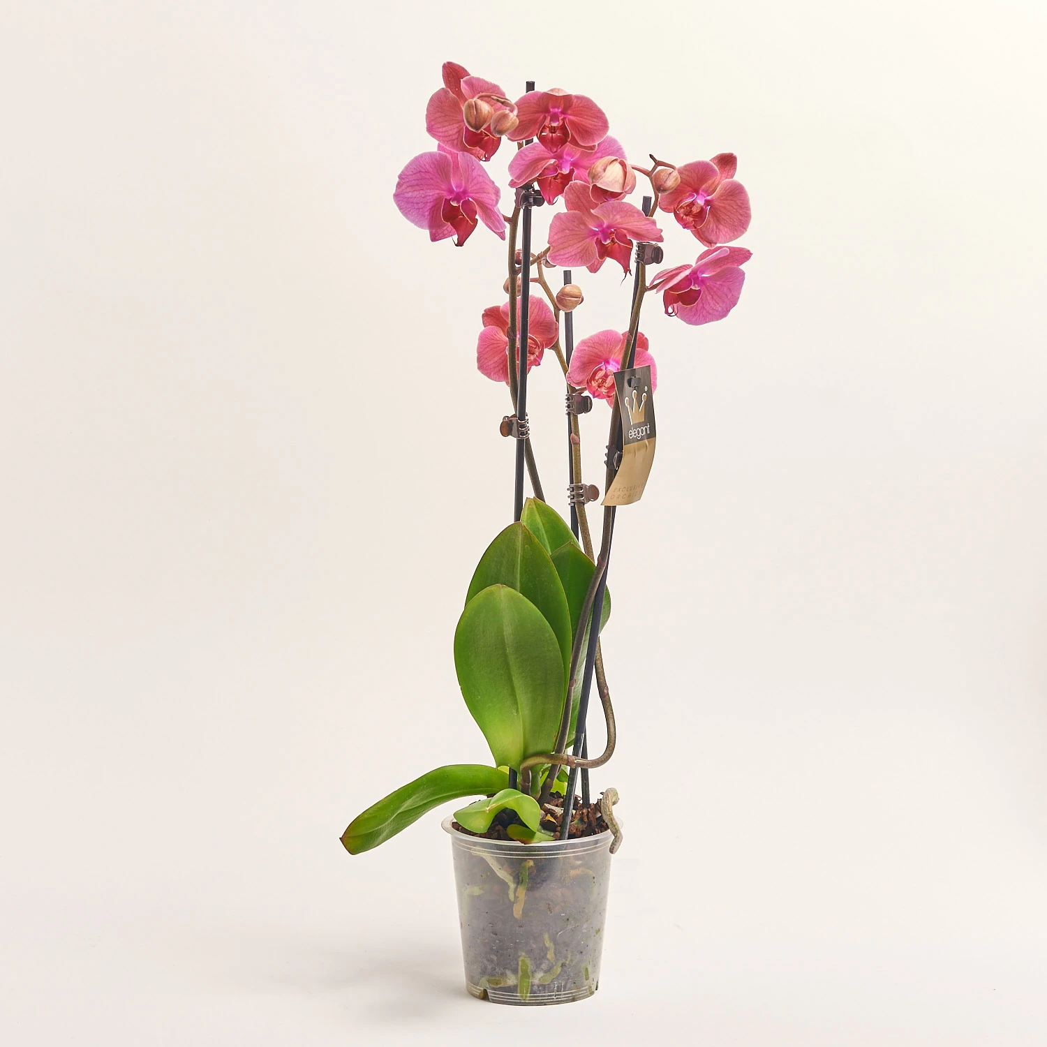 Зображення товару Фаленопсис 3ст. мікс, артикул: 1316