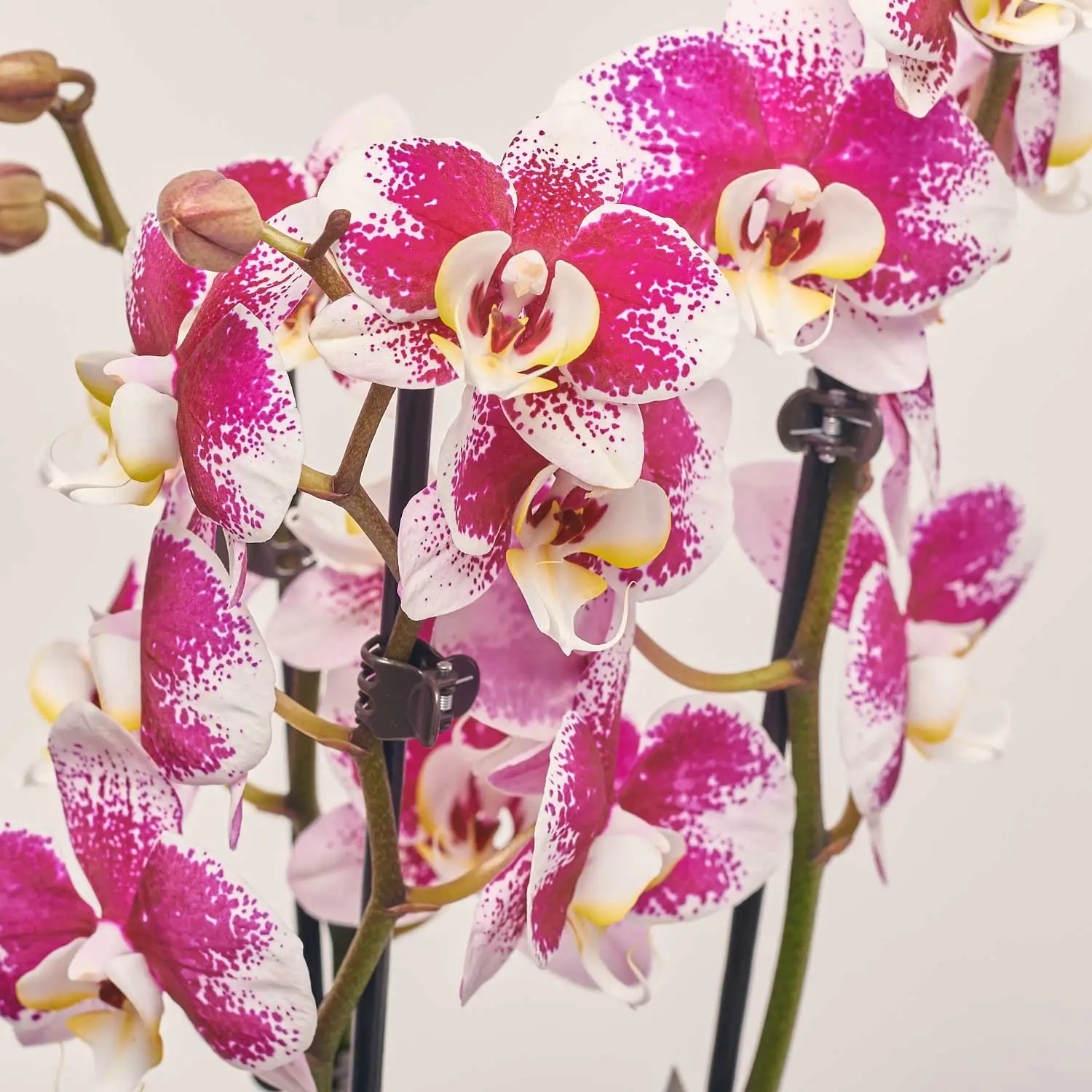 Зображення товару Фаленопсис в Кашпо Сет 426, артикул: 51841