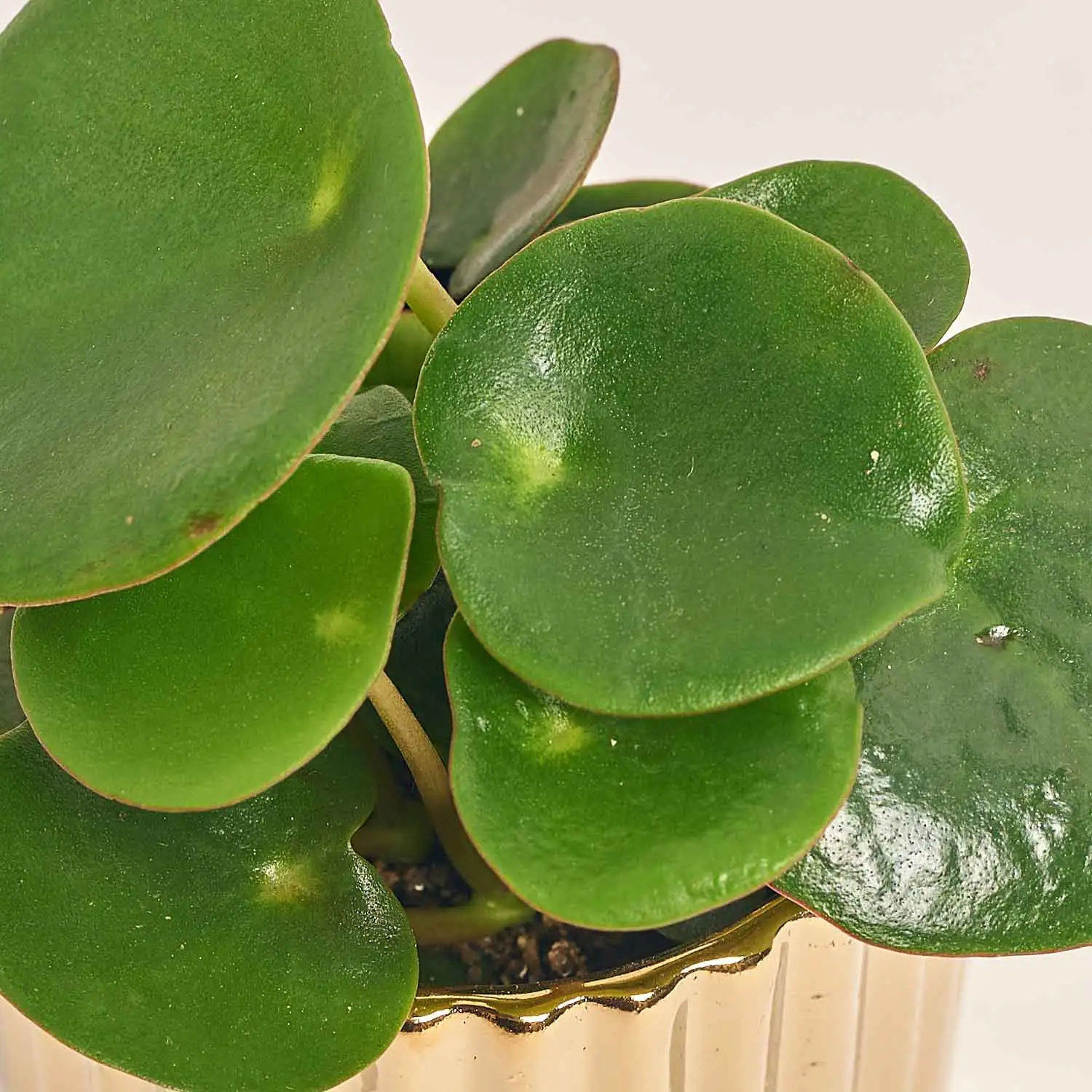 Пеперомія Каперата мікс в кер., артикул: 52072 Зображення товару Пеперомія Каперата мікс в кер., артикул: 52072