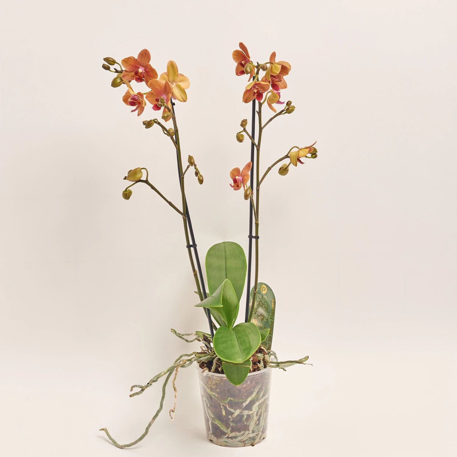 Фаленопсис мультифлора 2ст. мікс, артикул: 19270 Зображення товару Фаленопсис мультифлора 2ст. мікс, артикул: 19270