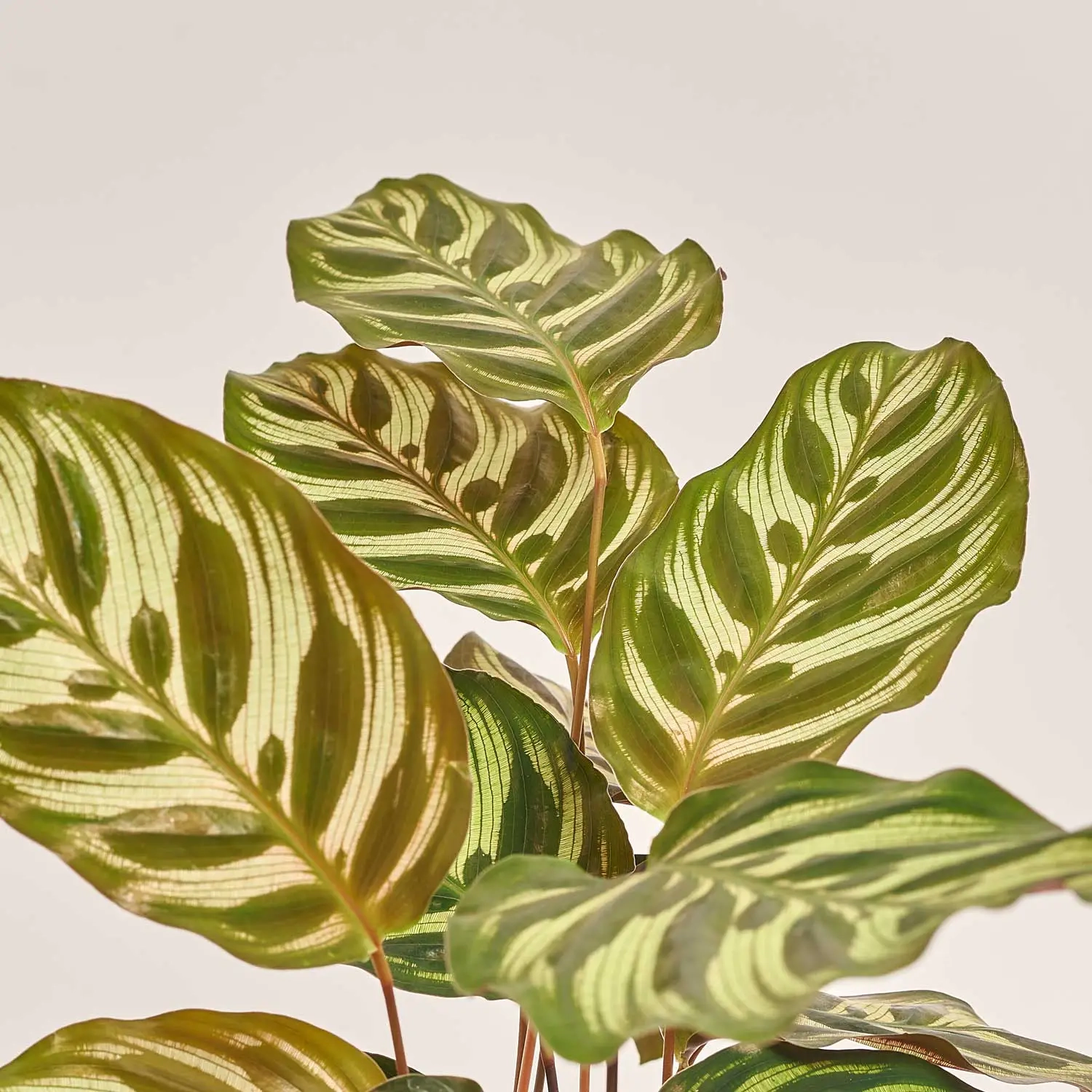 Калатея мікс, артикул: 18458 Зображення товару Калатея мікс, артикул: 18458