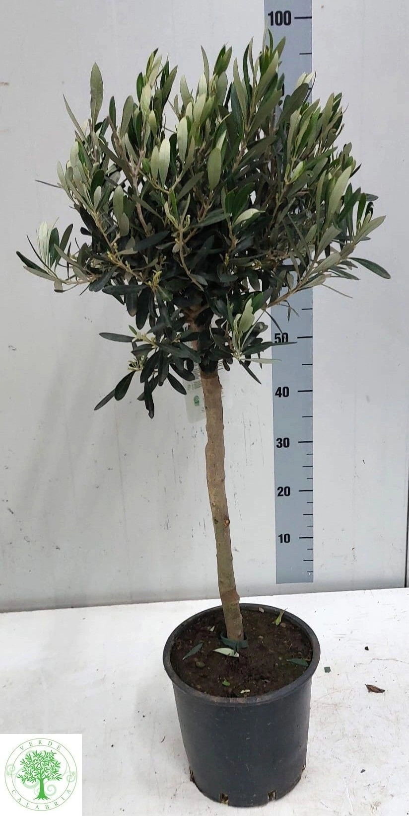 Зображення товару Оливкове дерево штамб., артикул: 56572