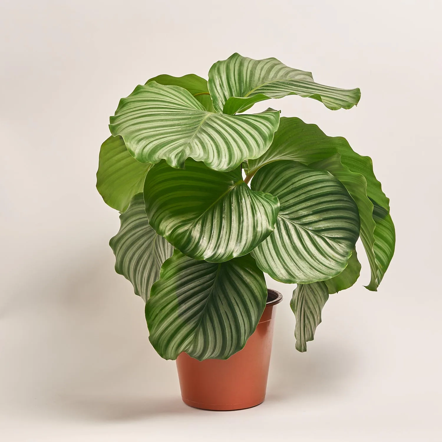 Зображення товару Калатея мікс, артикул: 21494