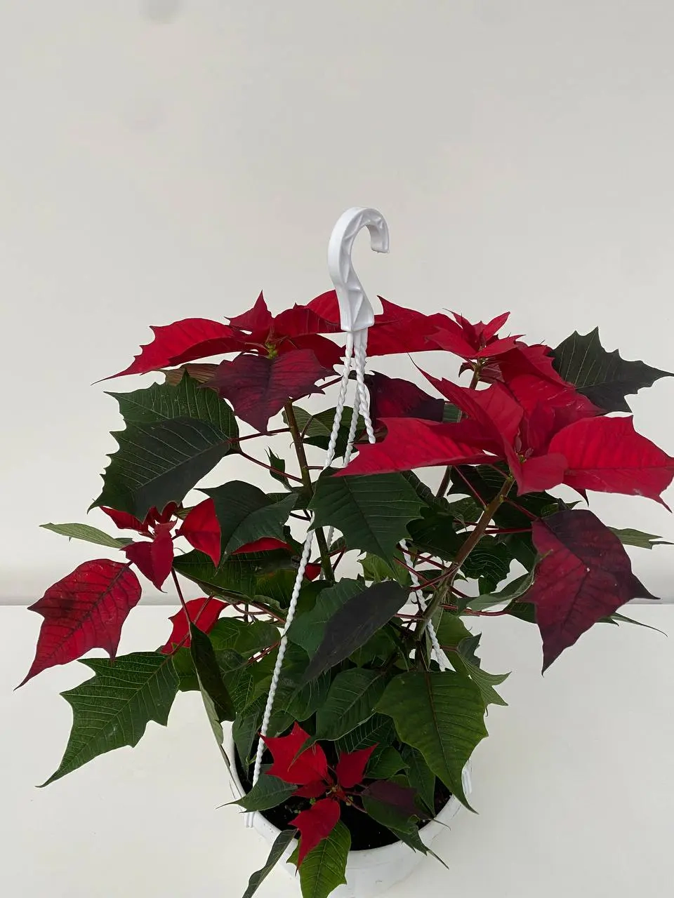 Зображення товару Пуансетія червона підвіска, артикул: 53652