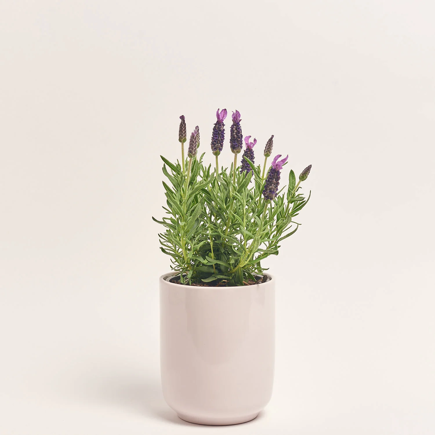 Зображення товару Лаванда та Кашпо Сет 221, артикул: 57563