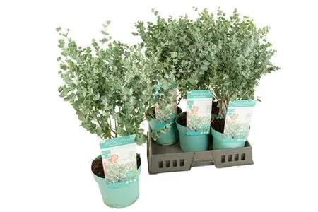 Евкаліпт Гунні Азура, артикул: 53455 Зображення товару Евкаліпт Гунні Азура, артикул: 53455