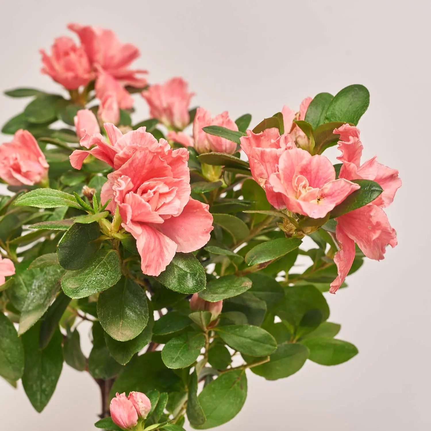 Азалія мікс штам., артикул: 33004 Зображення товару Азалія мікс штам., артикул: 33004