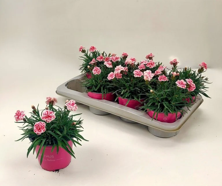 Зображення товару Діантус Распберрі Айс, артикул: 56752