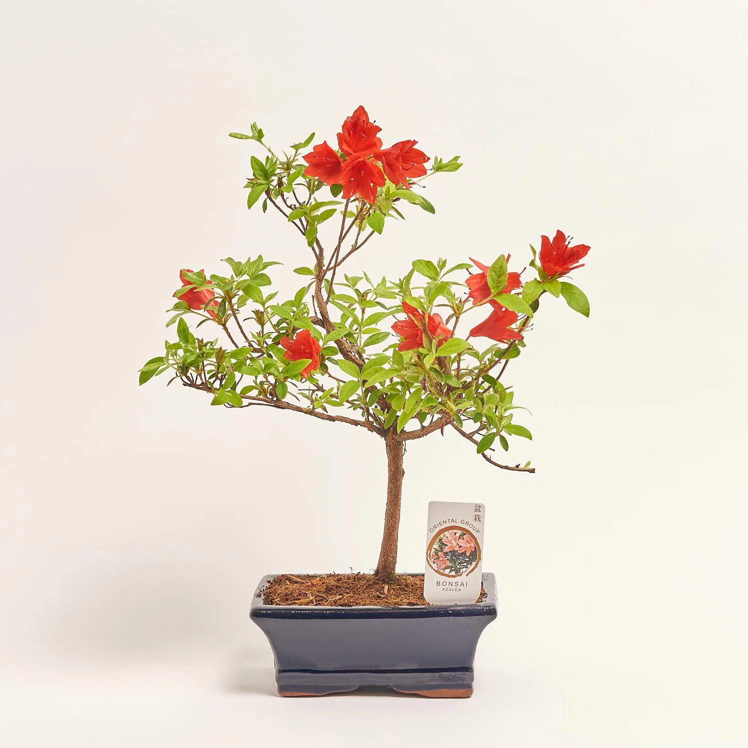 Зображення товару Бонсай в кер., артикул: 17924