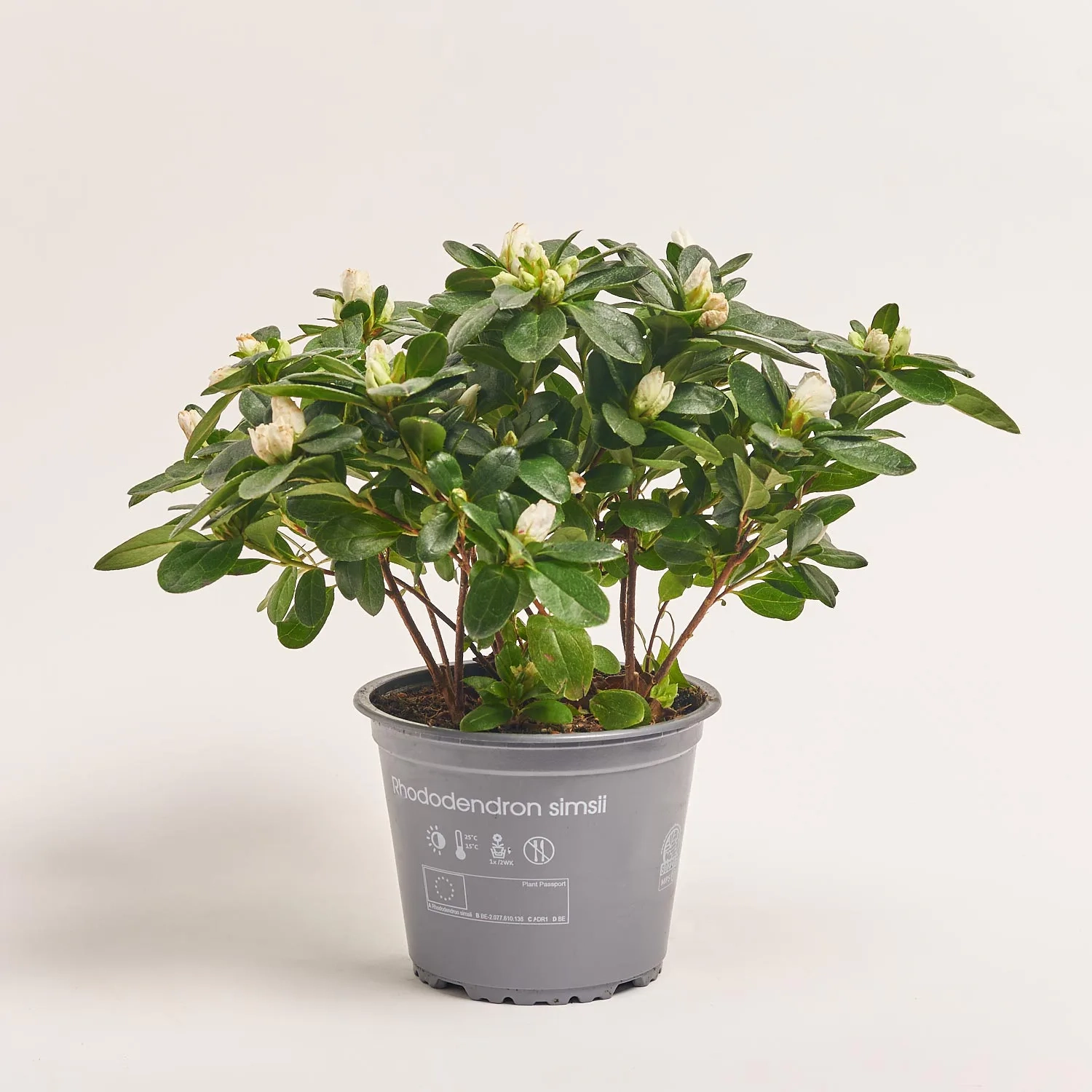 Зображення товару Азалія біла, артикул: 46934