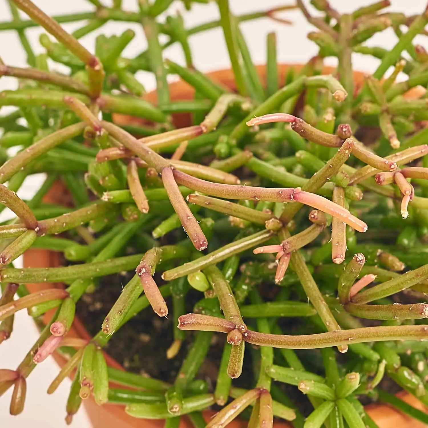 Зображення товару Рипсаліс мікс у глин. горщику, артикул: 51627