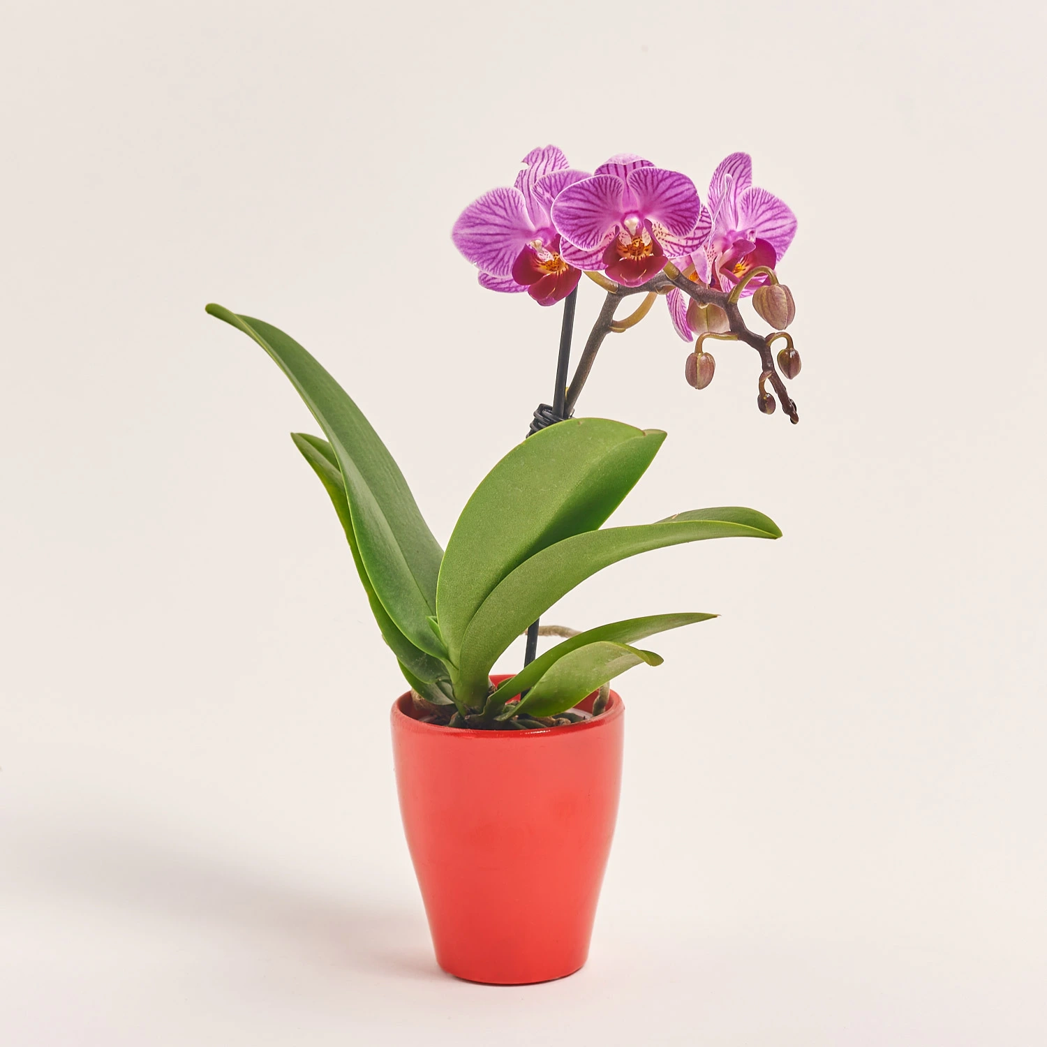Зображення товару Фаленопсис міні 1ст. рожевий, артикул: 55895