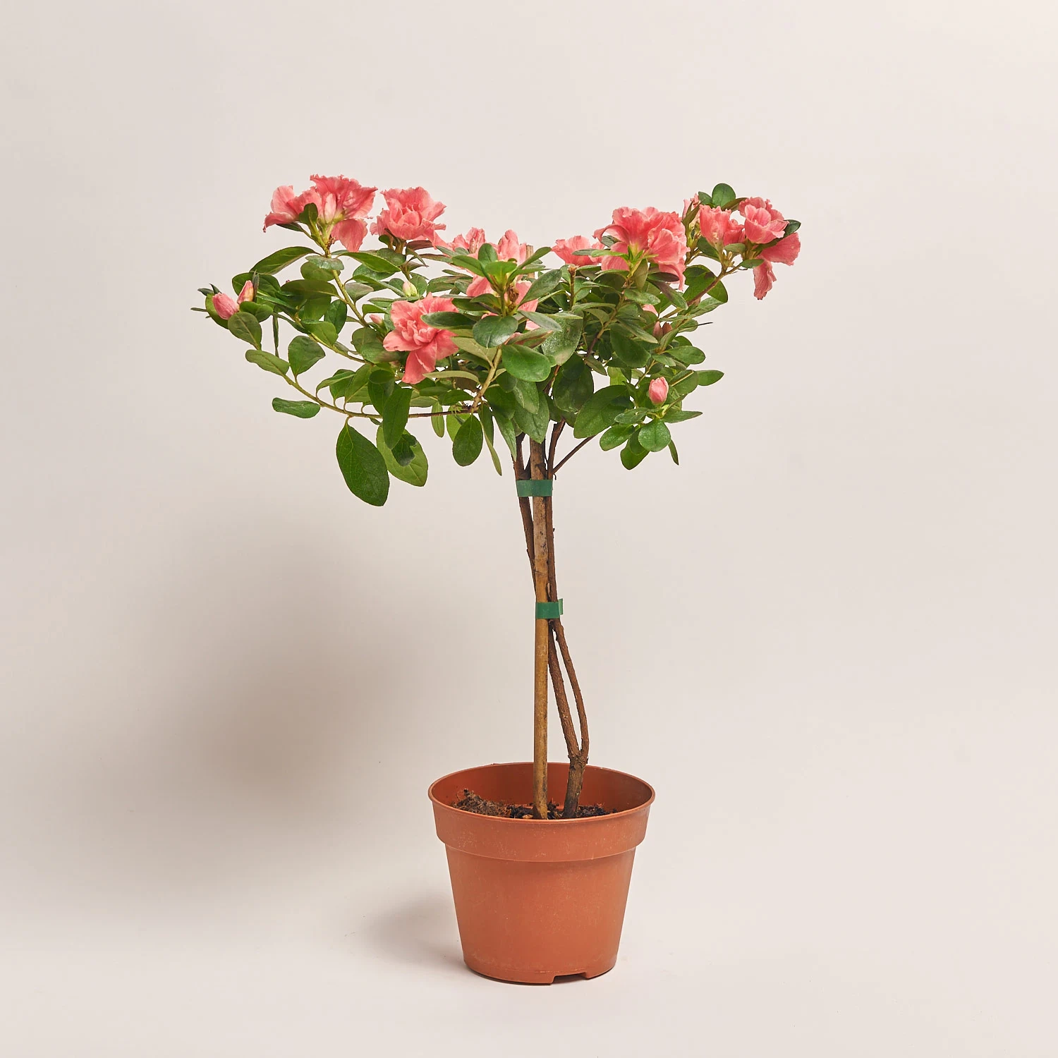 Азалія мікс штам., артикул: 33004 Зображення товару Азалія мікс штам., артикул: 33004