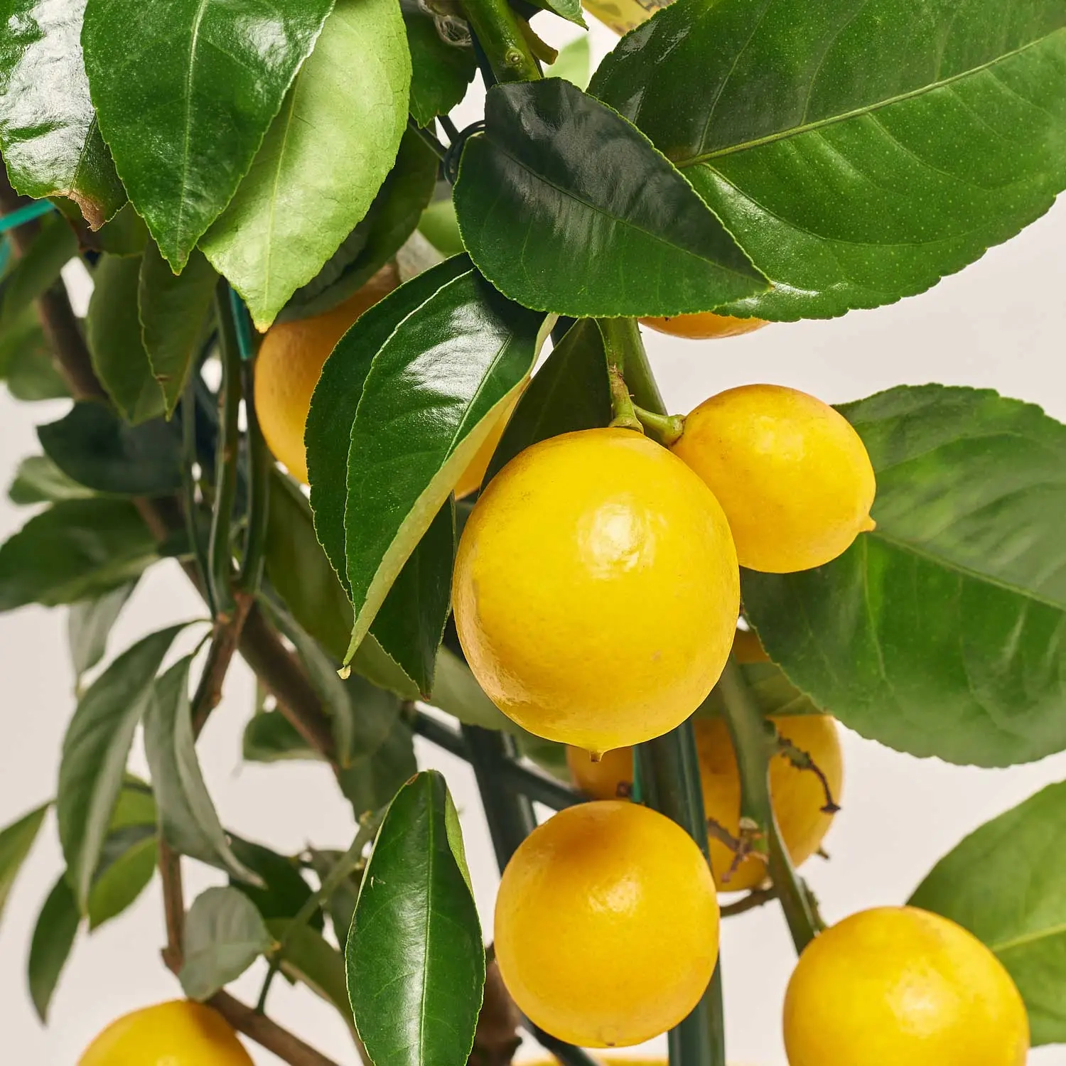 Цитрофортунелла та Кашпо Сет 511, артикул: 53344 Зображення товару Цитрофортунелла та Кашпо Сет 511, артикул: 53344