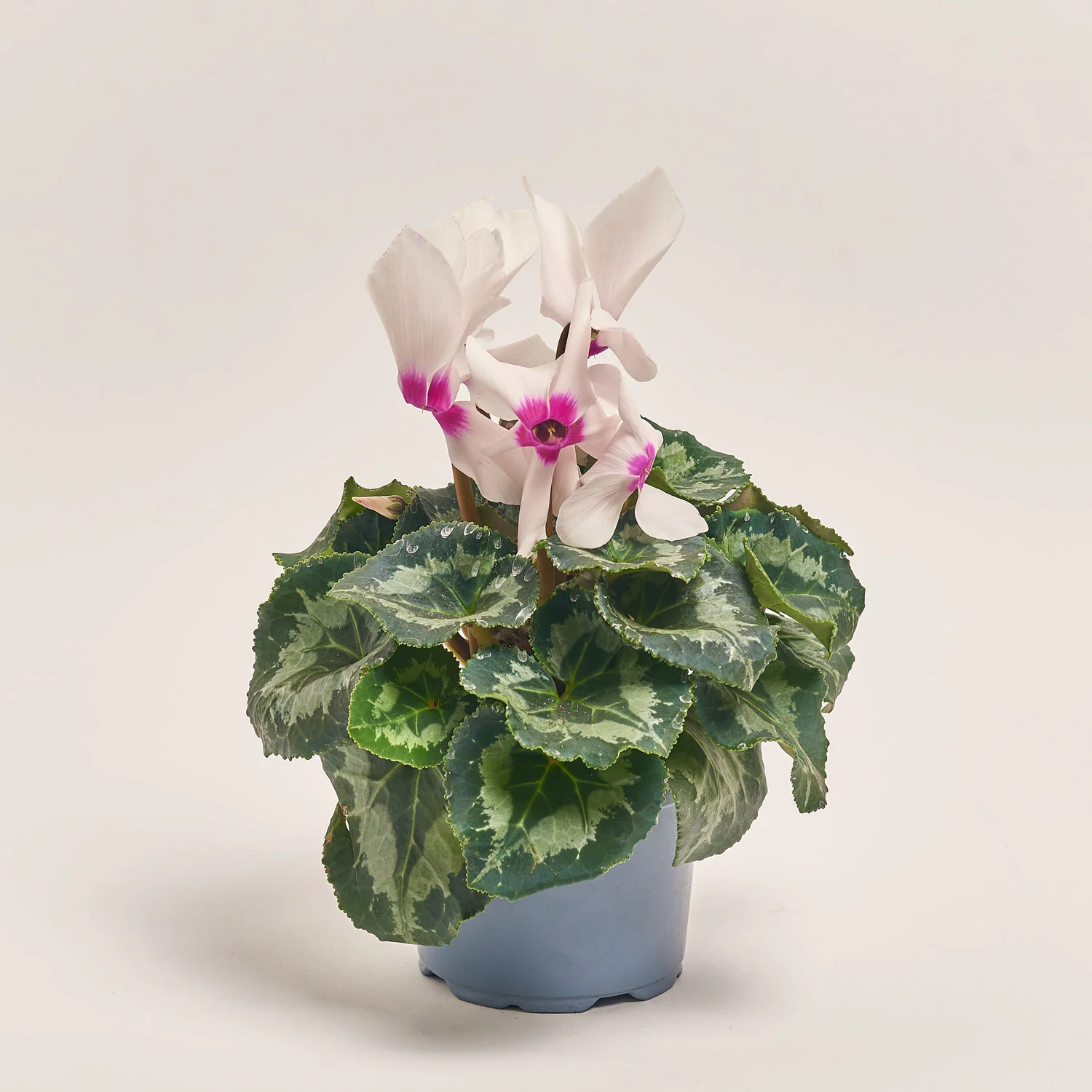 Цикламен XL мікс, артикул: 53327 Зображення товару Цикламен XL мікс, артикул: 53327