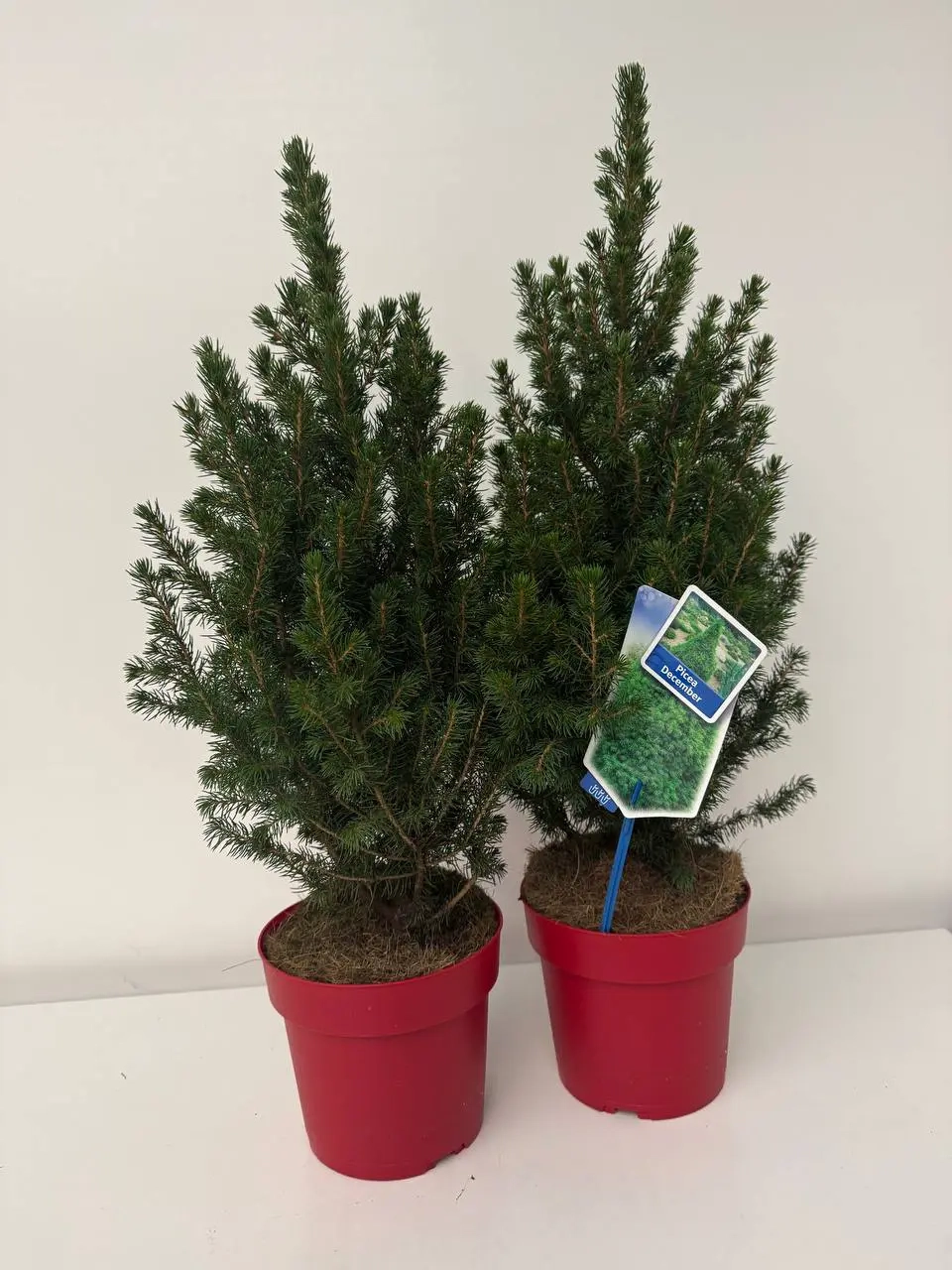 Ялина Десембер, артикул: 54227 Зображення товару Ялина Десембер, артикул: 54227