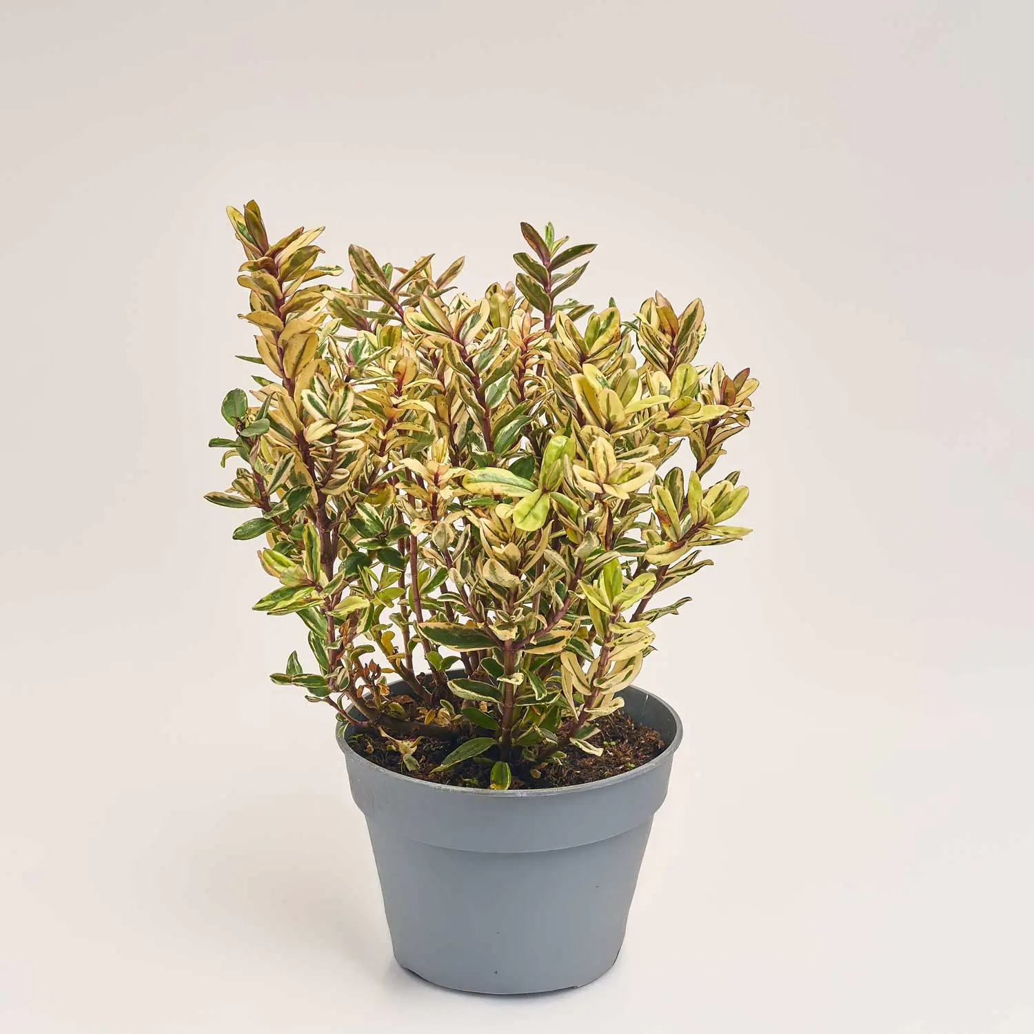 Зображення товару Хебе Триколор, артикул: 52476