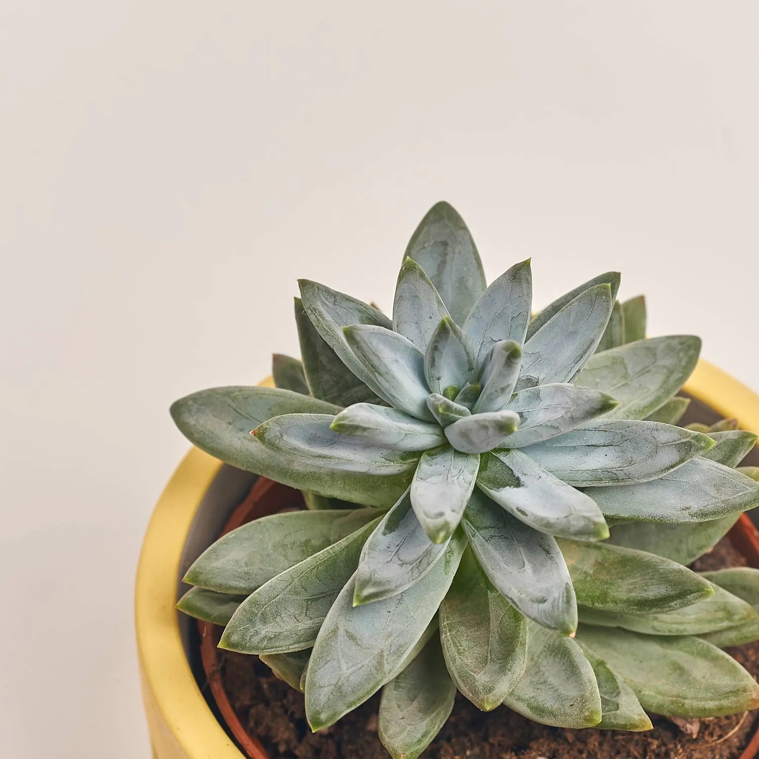 Сукулент мікс в кер., артикул: 30178 Зображення товару Сукулент мікс в кер., артикул: 30178