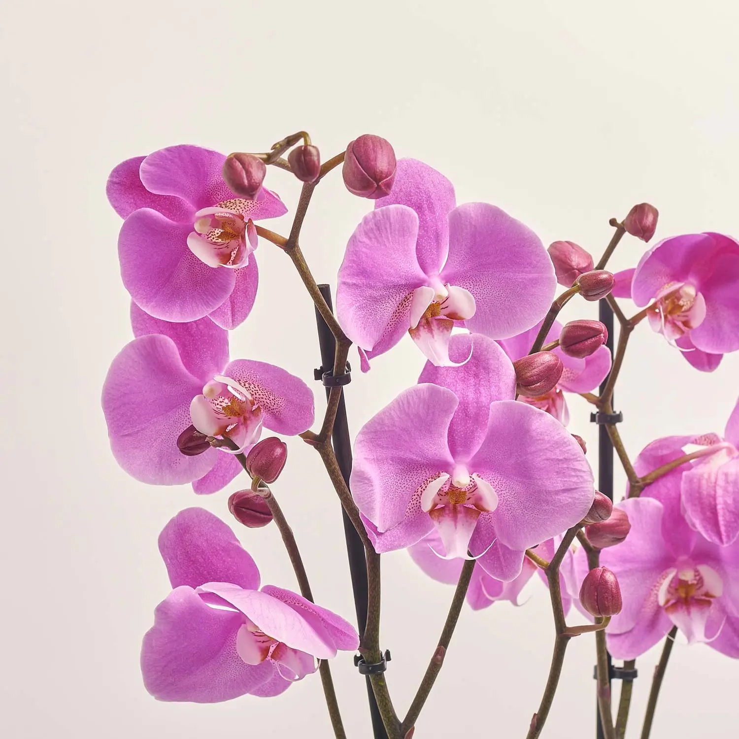 Зображення товару Фаленопсис 2ст. Мімесіс мікс, артикул: 33021