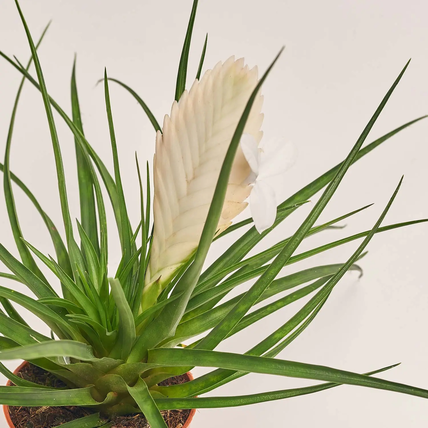 Тілландсія мікс, артикул: 52845 Зображення товару Тілландсія мікс, артикул: 52845