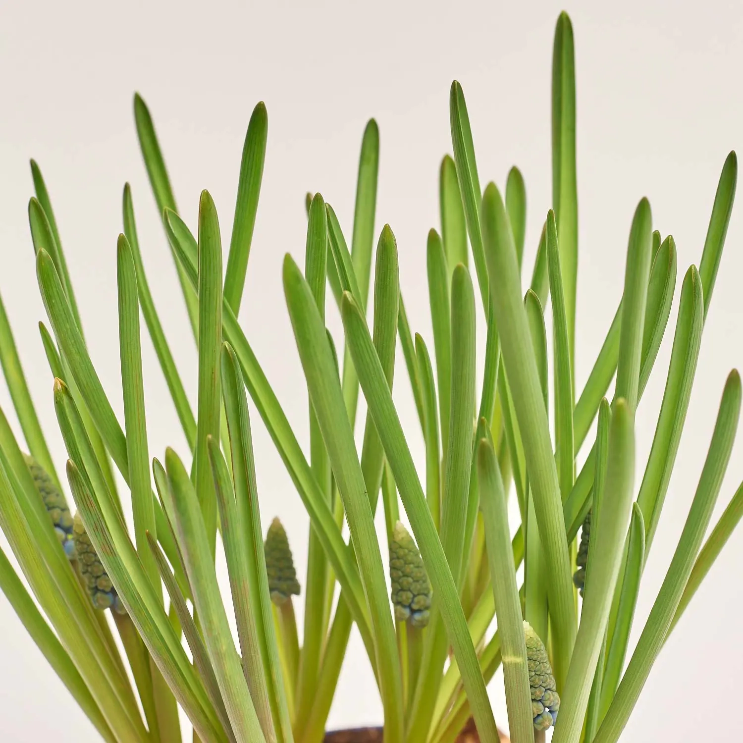 Зображення товару Мускарі Арменікум, артикул: 45406